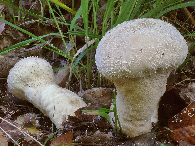 P1130908 CalvatiaExcipuliformis cc crp2